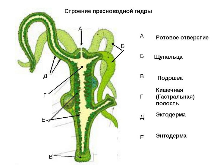 Omg omg зеркало рабочее